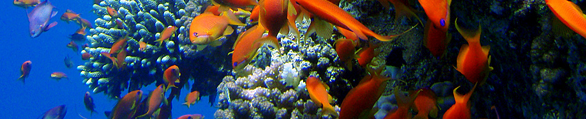 Marsa Alam