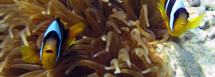 Korálové útesy a nádherný vodní svět